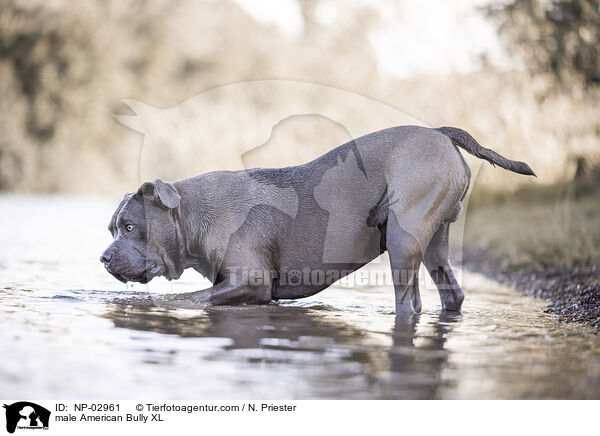 American Bully XL Rde / male American Bully XL / NP-02961