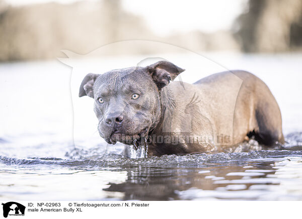 American Bully XL Rde / male American Bully XL / NP-02963