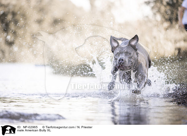 American Bully XL Rde / male American Bully XL / NP-02965