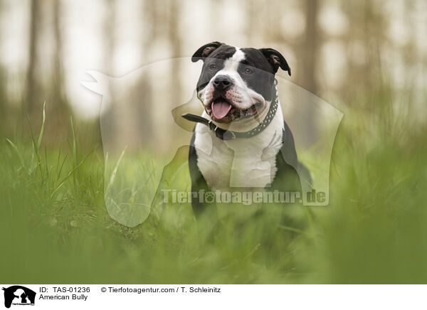 American Bully / American Bully / TAS-01236