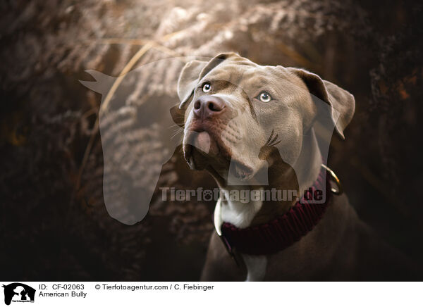 American Bully / American Bully / CF-02063