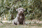 American Bully XL Puppy