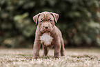 American Bully XL Puppy