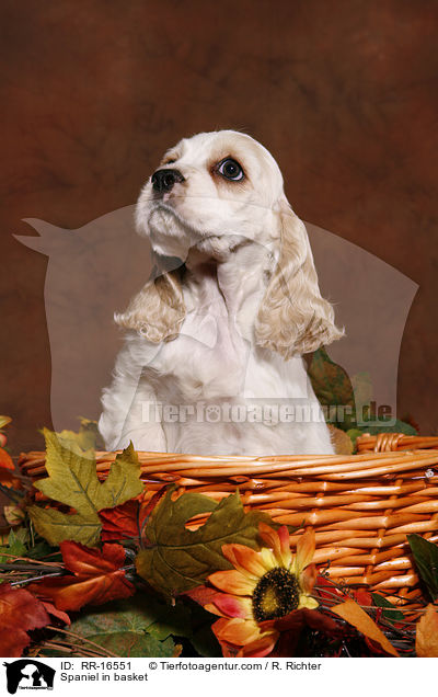 Spaniel in basket / RR-16551