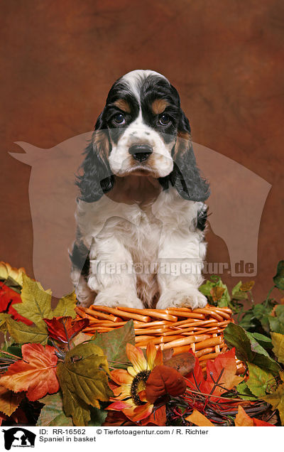 American Cocker Spaniel im Krbchen / Spaniel in basket / RR-16562