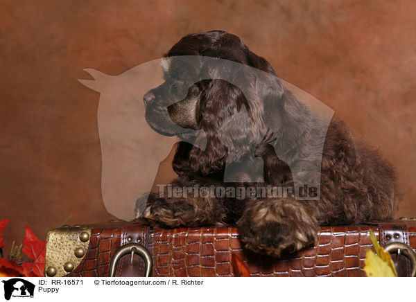 American Cocker Spaniel Welpe / Puppy / RR-16571