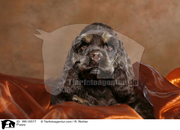 American Cocker Spaniel Welpe / Puppy / RR-16577