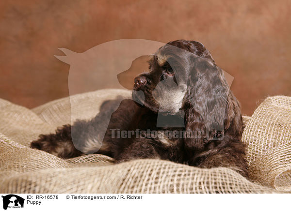 American Cocker Spaniel Welpe / Puppy / RR-16578