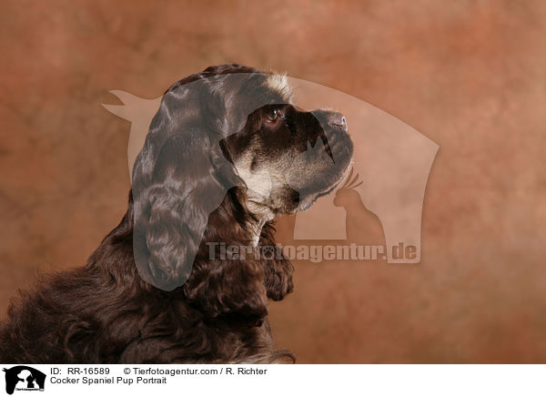 Cocker Spaniel Pup Portrait / RR-16589