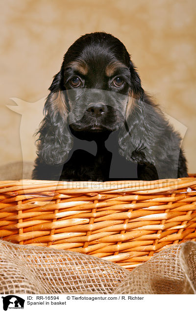 American Cocker Spaniel im Krbchen / Spaniel in basket / RR-16594