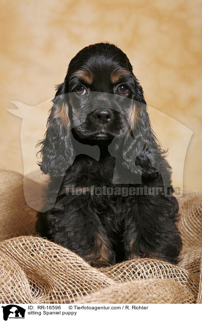 sitzender American Cocker Spaniel Welpe / sitting Spaniel puppy / RR-16596