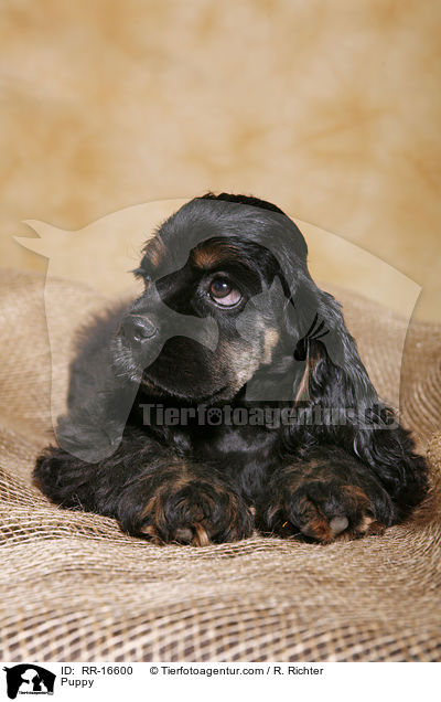 American Cocker Spaniel Welpe / Puppy / RR-16600