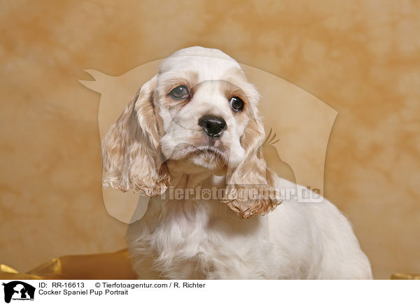American Cocker Spaniel Welpe Portrait / Cocker Spaniel Pup Portrait / RR-16613