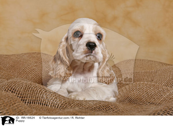 American Cocker Spaniel Welpe / Puppy / RR-16624