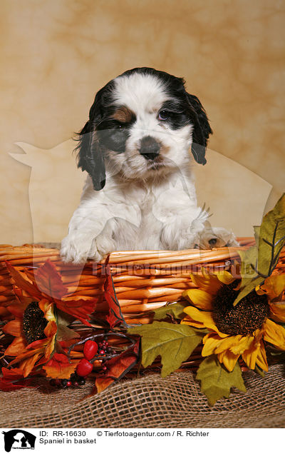 American Cocker Spaniel im Krbchen / Spaniel in basket / RR-16630