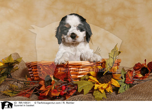 American Cocker Spaniel im Krbchen / Spaniel in basket / RR-16631