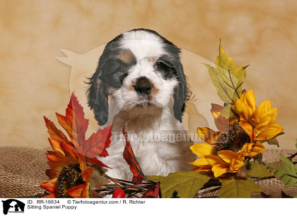 Sitting Spaniel Puppy / RR-16634