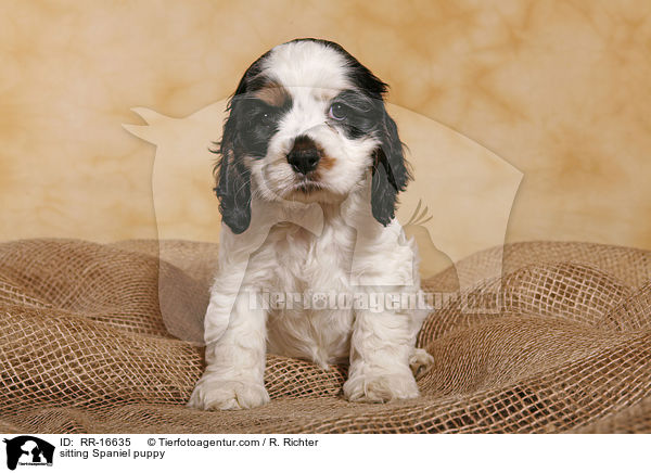 sitzender American Cocker Spaniel Welpe / sitting Spaniel puppy / RR-16635