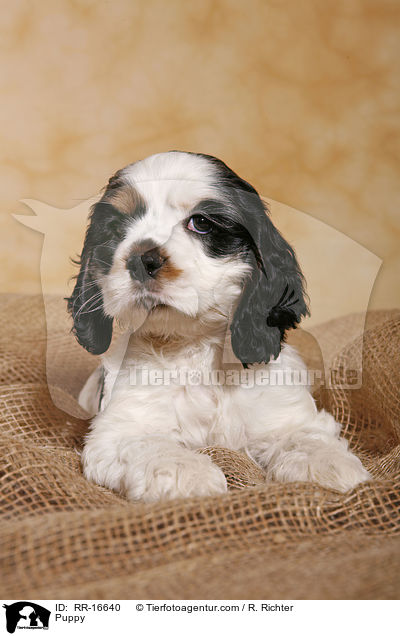 American Cocker Spaniel Welpe / Puppy / RR-16640