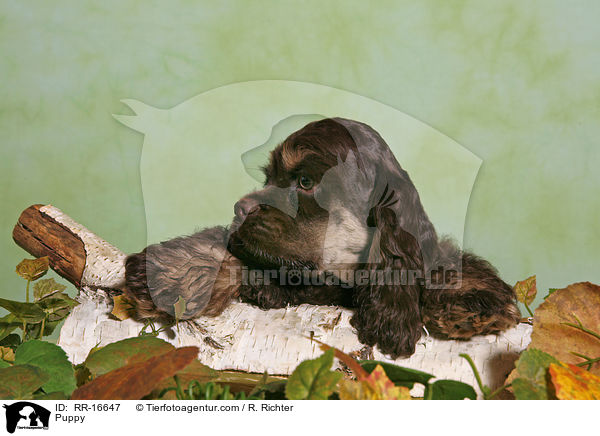 American Cocker Spaniel Welpe / Puppy / RR-16647