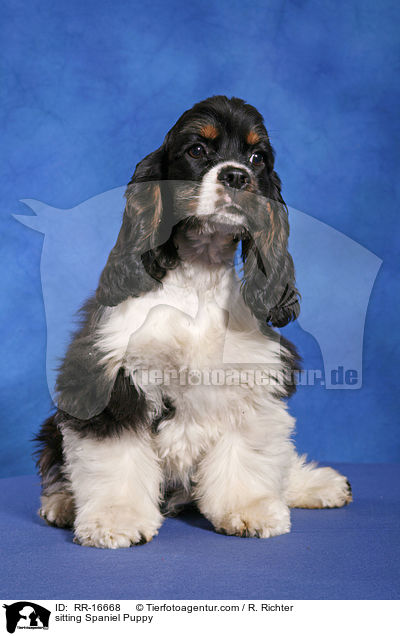 sitzender American Cocker Spaniel Welpe / sitting Spaniel Puppy / RR-16668