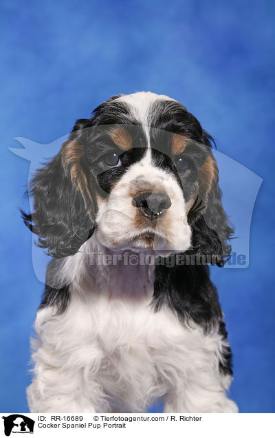 Cocker Spaniel Pup Portrait / RR-16689