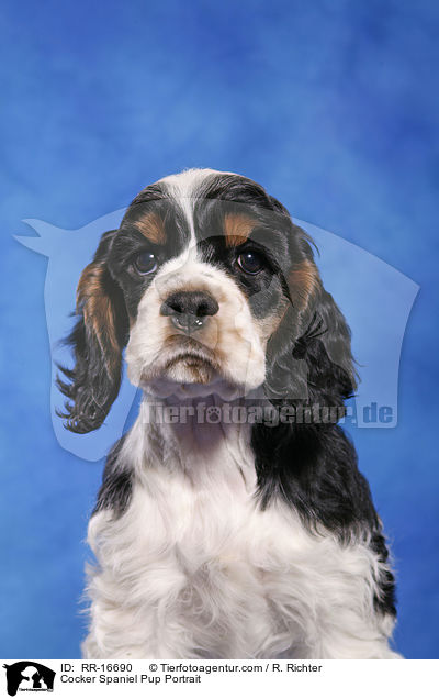 Cocker Spaniel Pup Portrait / RR-16690