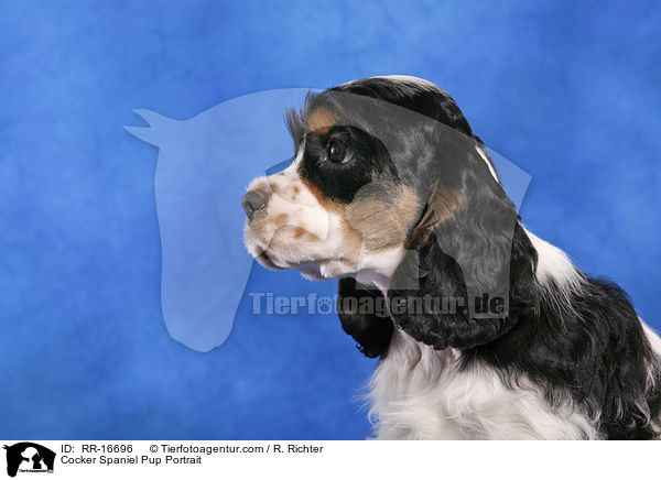 Cocker Spaniel Pup Portrait / RR-16696