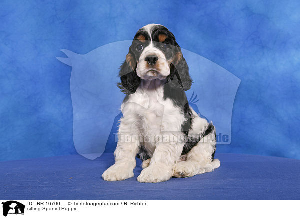 sitting Spaniel Puppy / RR-16700
