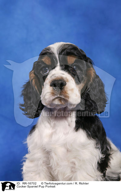 Cocker Spaniel Pup Portrait / RR-16702