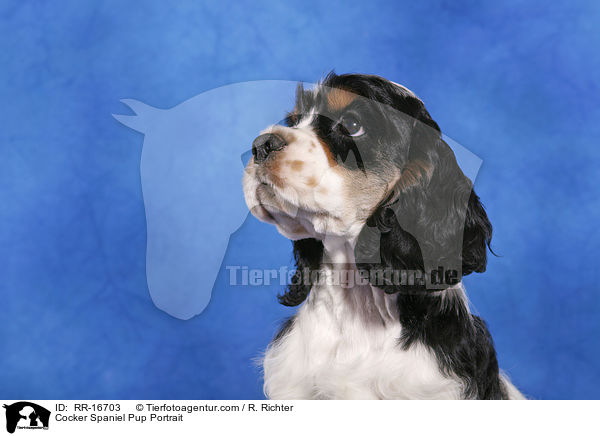 Cocker Spaniel Pup Portrait / RR-16703