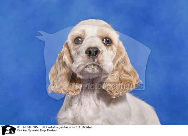 Cocker Spaniel Pup Portrait / RR-16705