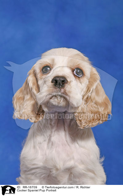 Cocker Spaniel Pup Portrait / RR-16709