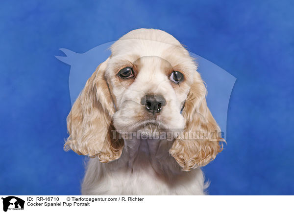 Cocker Spaniel Pup Portrait / RR-16710
