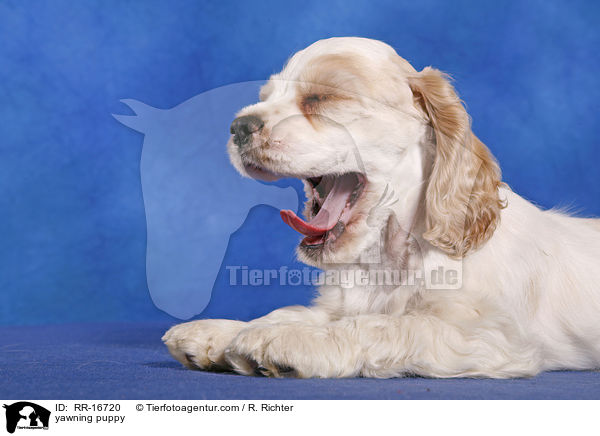 yawning puppy / RR-16720