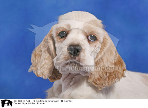 Cocker Spaniel Pup Portrait / RR-16723