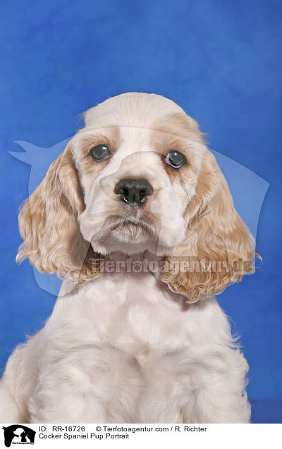 Cocker Spaniel Pup Portrait / RR-16726