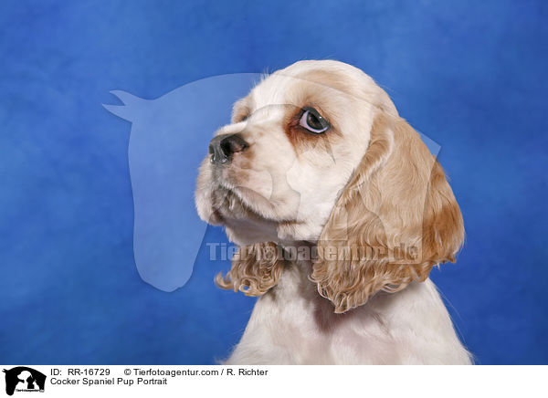 Cocker Spaniel Pup Portrait / RR-16729