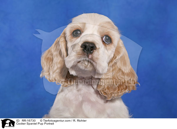 Cocker Spaniel Pup Portrait / RR-16730