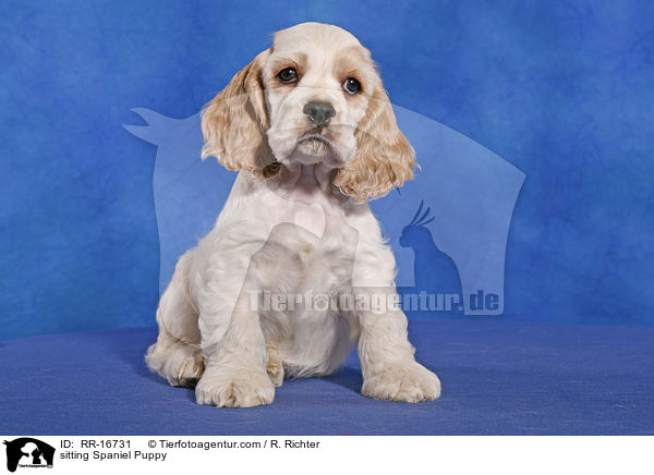 sitting Spaniel Puppy / RR-16731