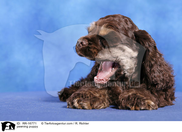 yawning puppy / RR-16771