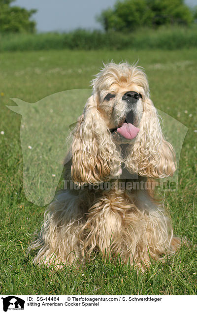 sitting American Cocker Spaniel / SS-14464