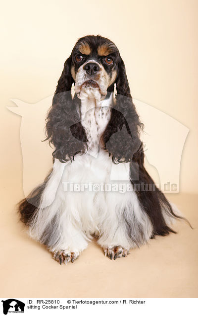 sitting Cocker Spaniel / RR-25810