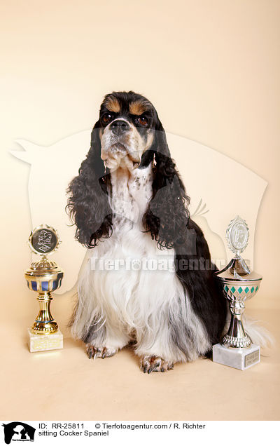 sitzender American Cocker Spaniel / sitting Cocker Spaniel / RR-25811