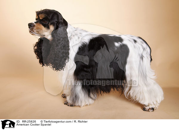 American Cocker Spaniel / RR-25826