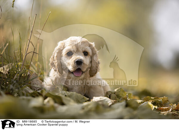 liegender American Cocker Spaniel Welpe / lying American Cocker Spaniel puppy / MW-18685