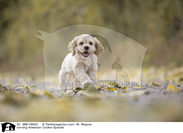 laufender American Cocker Spaniel / running American Cocker Spaniel / MW-18693