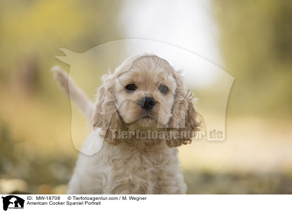 American Cocker Spaniel Portrait / American Cocker Spaniel Portrait / MW-18708