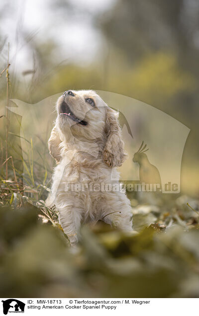 sitzender American Cocker Spaniel Welpe / sitting American Cocker Spaniel Puppy / MW-18713