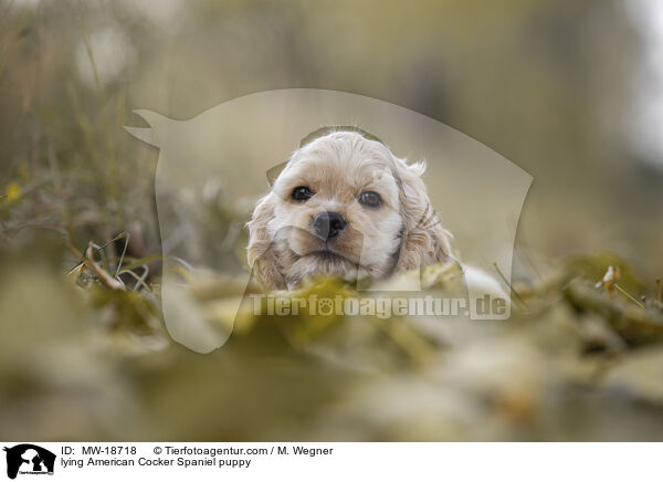 liegender American Cocker Spaniel Welpe / lying American Cocker Spaniel puppy / MW-18718